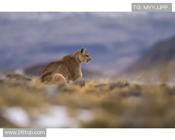 2018年阿特拉斯与美洲狮精彩对决回顾与分析 2018年阿特拉斯与美洲狮精彩对决回顾与分析